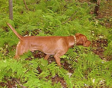 miami valley vizsla club