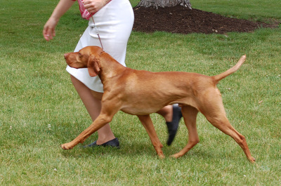 Miami valley hot sale vizsla club